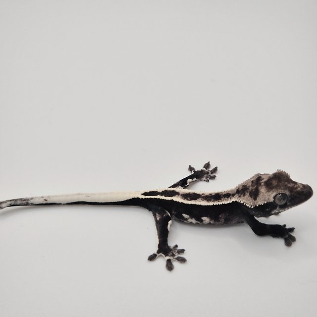 아잔틱 풀핀 화이트포트홀