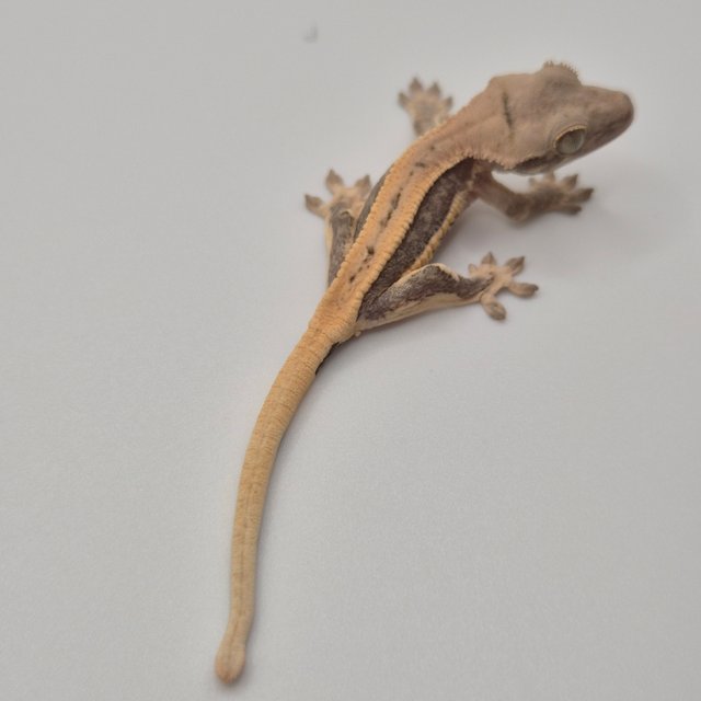 릴리100%헷아잔틱