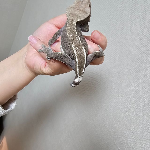 아잔틱