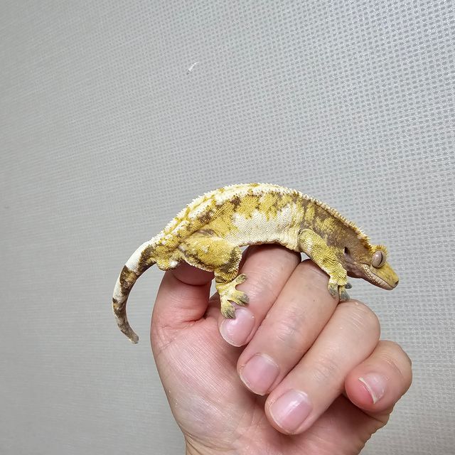 바브 트라이 익스트림할리퀸