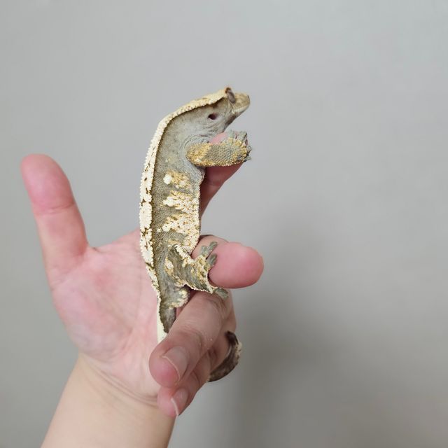 트라이 레이지 익스트림할리퀸