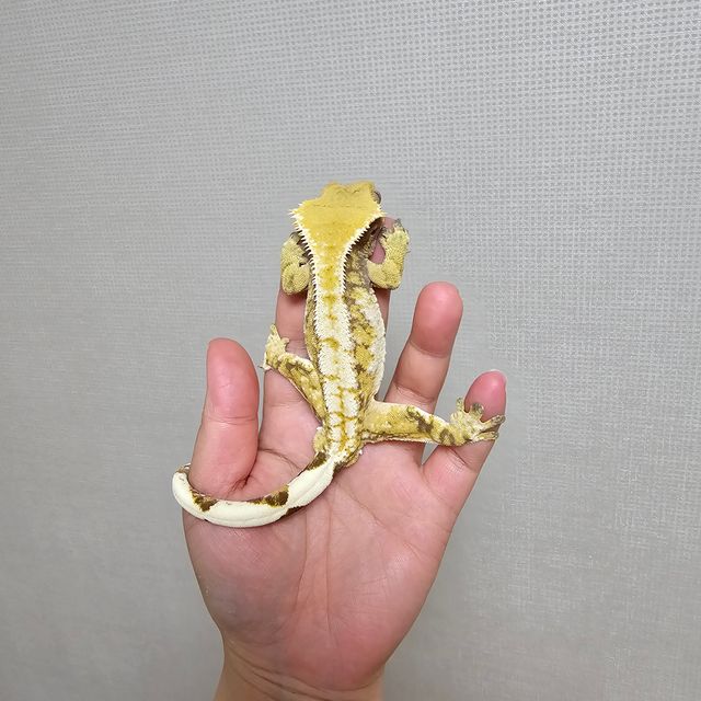 바브 트라이 익스트림할리퀸