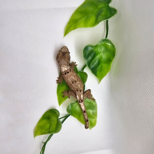 화이트카라