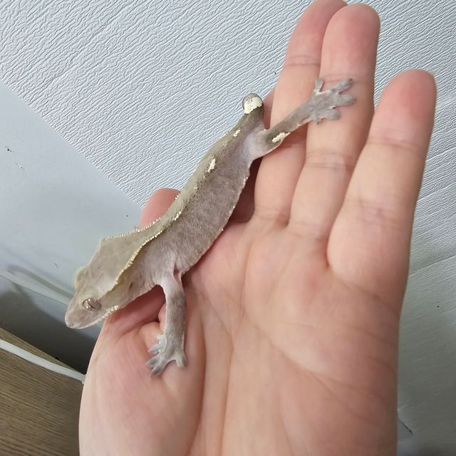 아잔틱