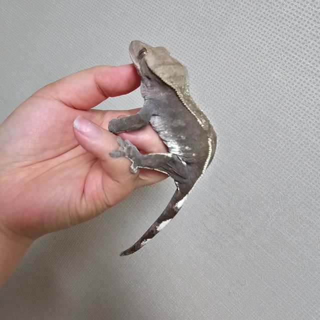 아잔틱