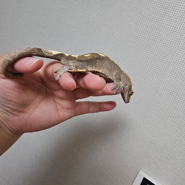 카푸치노