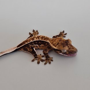 트라이 익스트림할리퀸