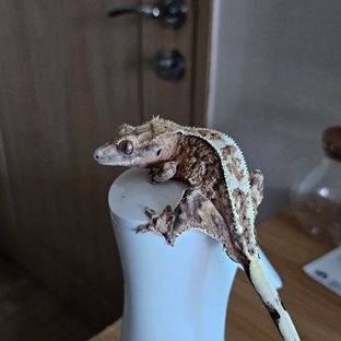 노멀