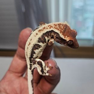 프라푸치노