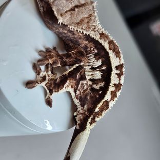 카푸치노