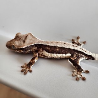 풀핀 릴리화이트