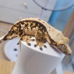 트라이 익스트림할리퀸