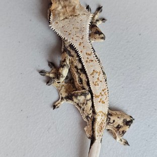 트라이 익스트림할리퀸