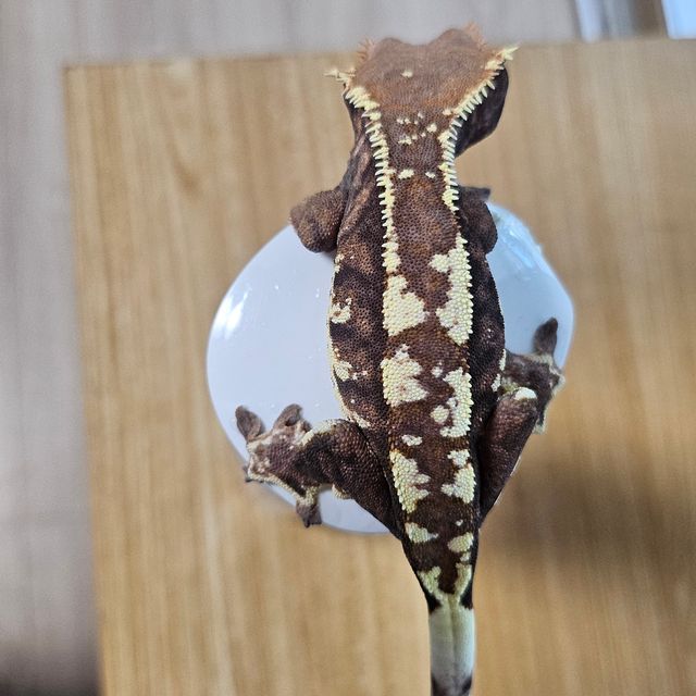 카푸치노