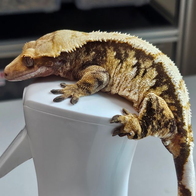 트라이 익스트림할리퀸