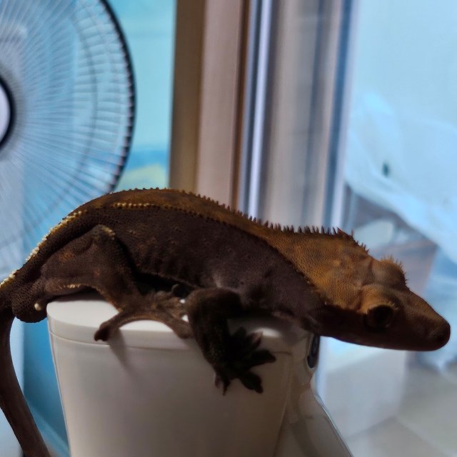 카푸치노