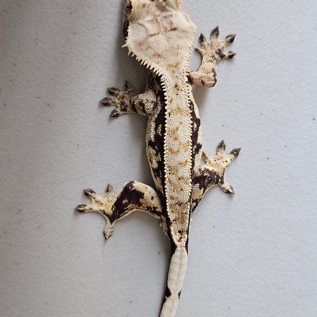 트라이 익스트림할리퀸