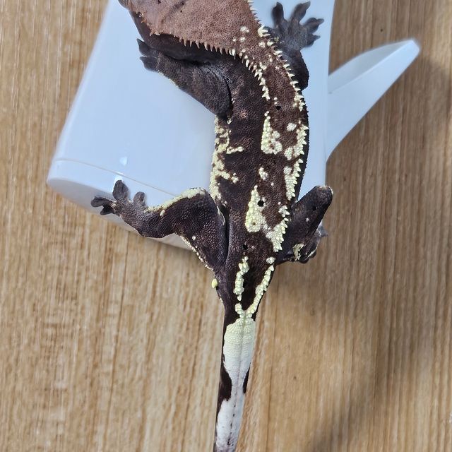 카푸치노
