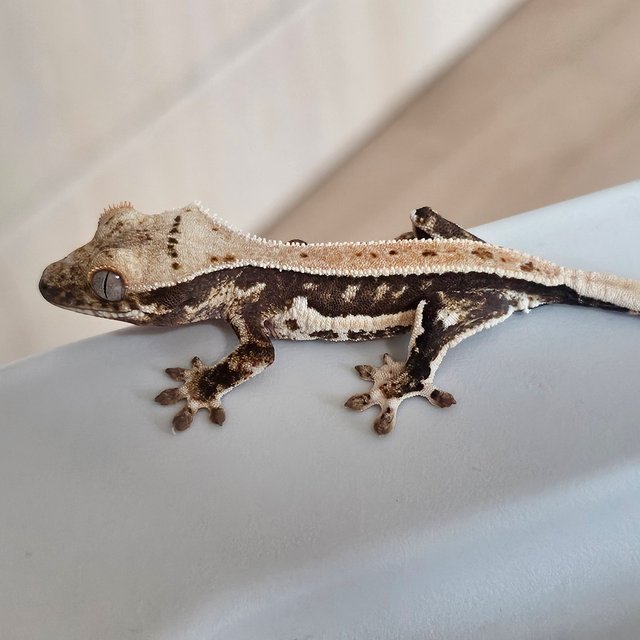 풀핀 릴리화이트