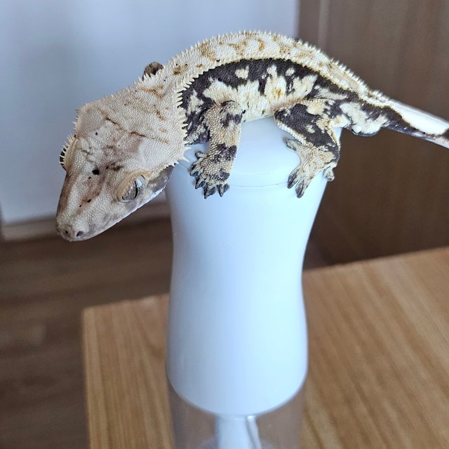 트라이 익스트림할리퀸