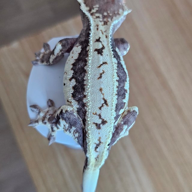 프라푸치노