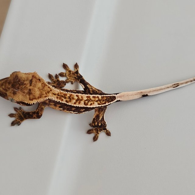 트라이 익스트림할리퀸