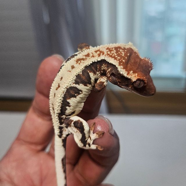 프라푸치노