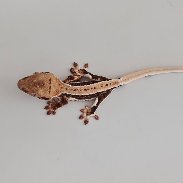 풀핀 릴리화이트