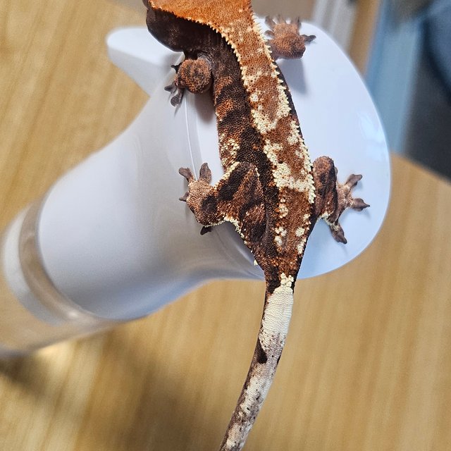 카푸치노