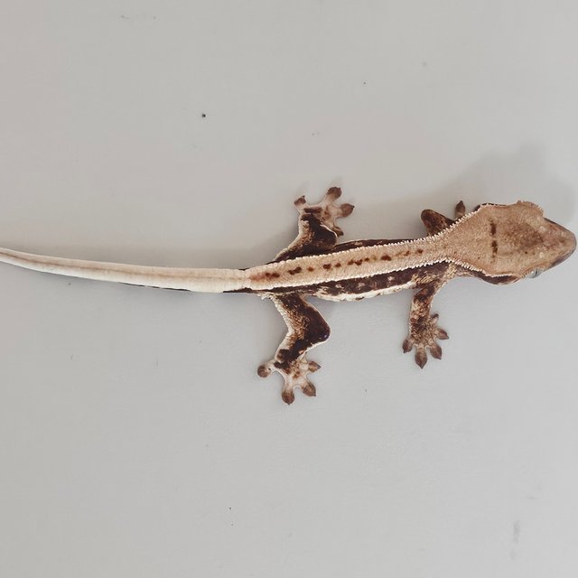 풀핀 릴리화이트