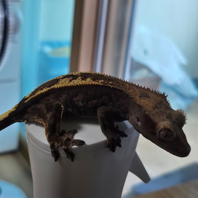 카푸치노