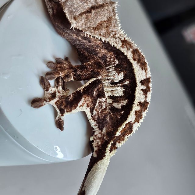 카푸치노