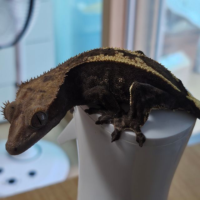 카푸치노