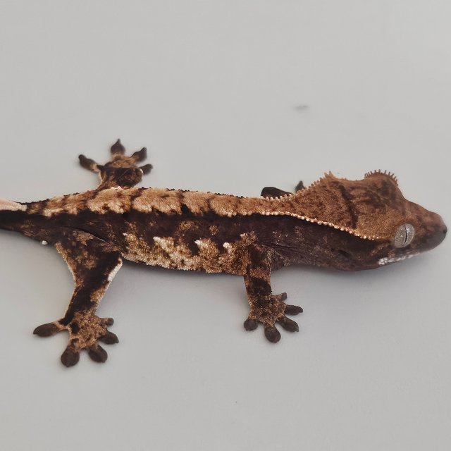 트라이 익스트림할리퀸