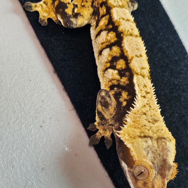 트라이 익스트림할리퀸