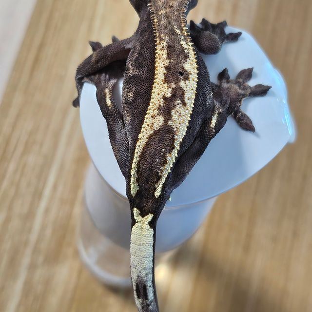 카푸치노