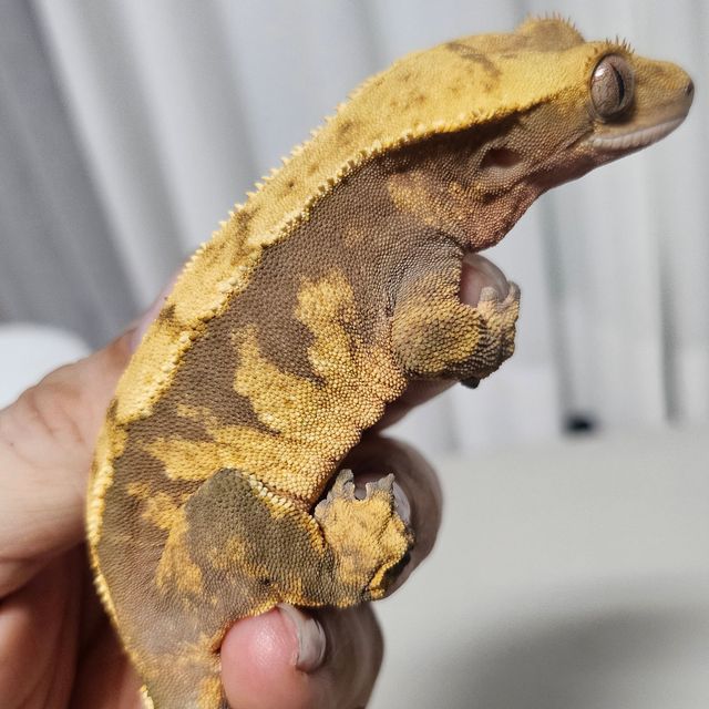 텐저린