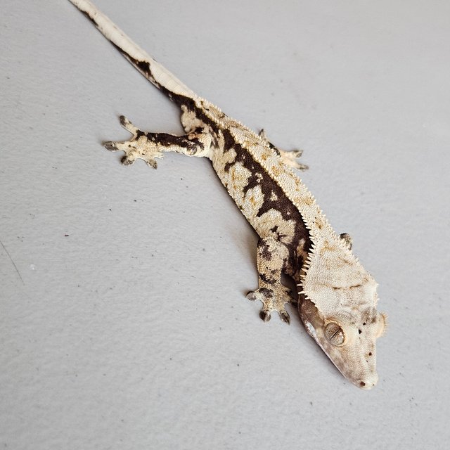 트라이 익스트림할리퀸