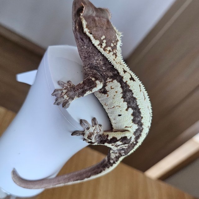 프라푸치노