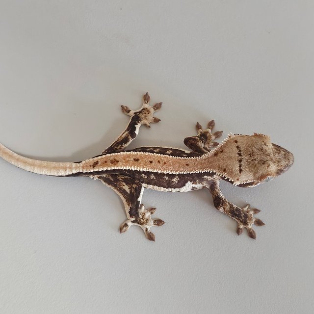 풀핀 릴리화이트