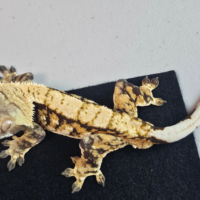 트라이 익스트림할리퀸