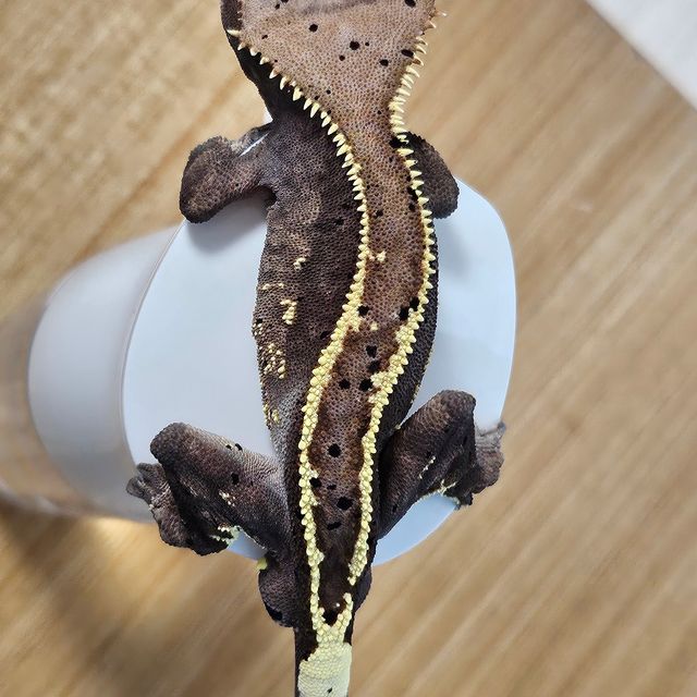카푸치노