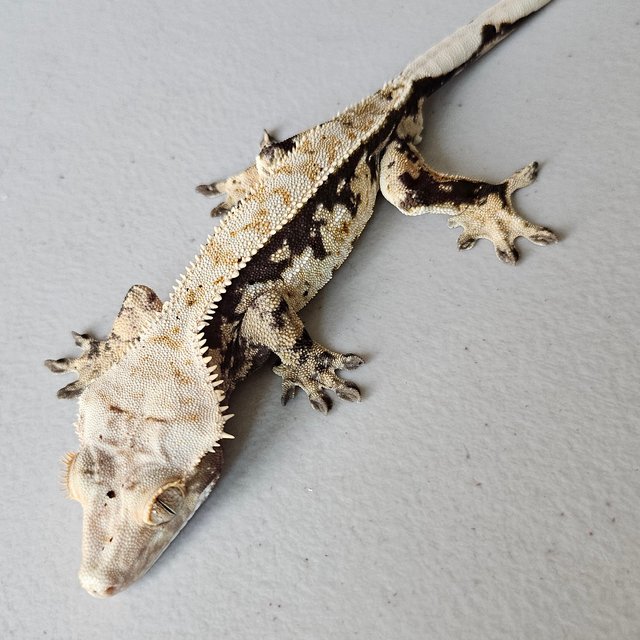 트라이 익스트림할리퀸