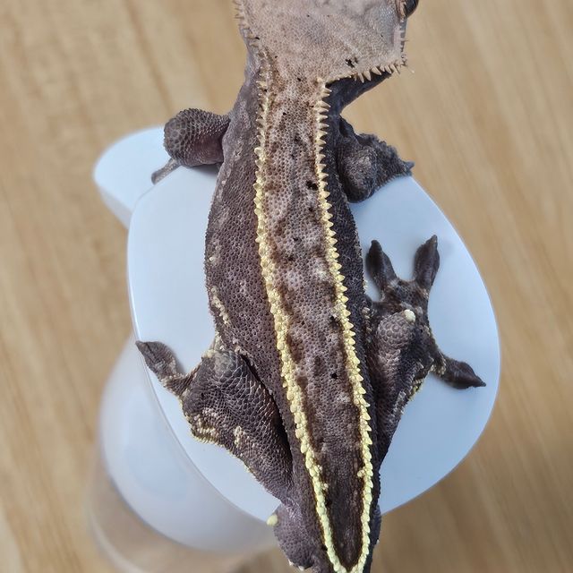 카푸치노