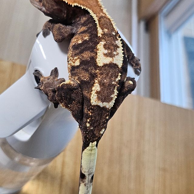 카푸치노