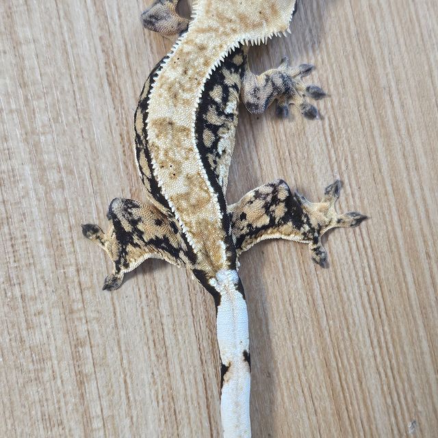 트라이 익스트림할리퀸