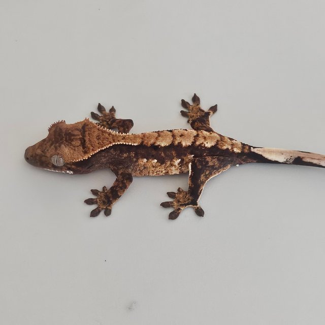 트라이 익스트림할리퀸