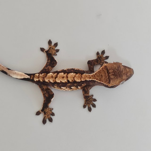 트라이 익스트림할리퀸