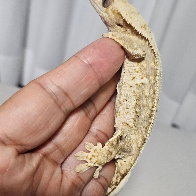 크림시클