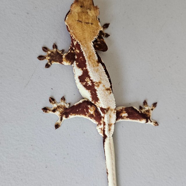 레드 릴리화이트